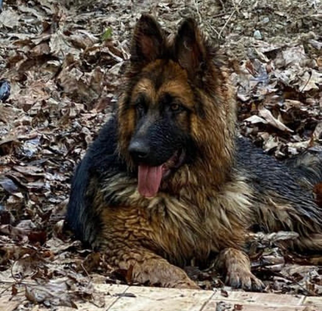 Elmo German Shepherd my metal detecting Partner